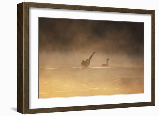 A Male Black Swan Chases a Female across Ibirapuera Park Lake on a Misty Morning-Alex Saberi-Framed Photographic Print