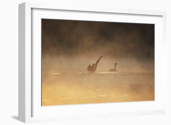 A Male Black Swan Chases a Female across Ibirapuera Park Lake on a Misty Morning-Alex Saberi-Framed Photographic Print