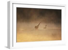 A Male Black Swan Chases a Female across Ibirapuera Park Lake on a Misty Morning-Alex Saberi-Framed Photographic Print