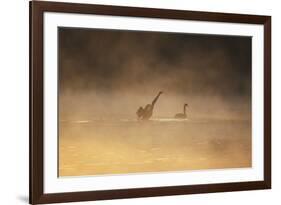 A Male Black Swan Chases a Female across Ibirapuera Park Lake on a Misty Morning-Alex Saberi-Framed Photographic Print