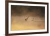 A Male Black Swan Chases a Female across Ibirapuera Park Lake on a Misty Morning-Alex Saberi-Framed Photographic Print