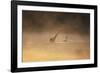 A Male Black Swan Chases a Female across Ibirapuera Park Lake on a Misty Morning-Alex Saberi-Framed Photographic Print