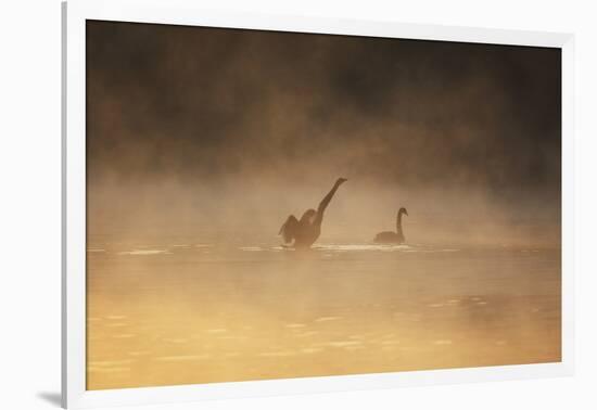 A Male Black Swan Chases a Female across Ibirapuera Park Lake on a Misty Morning-Alex Saberi-Framed Photographic Print