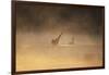 A Male Black Swan Chases a Female across Ibirapuera Park Lake on a Misty Morning-Alex Saberi-Framed Photographic Print