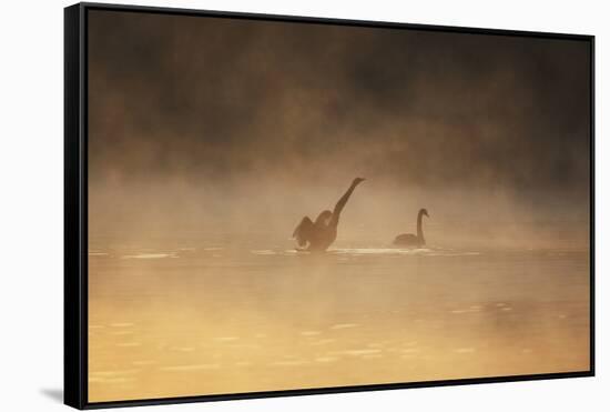 A Male Black Swan Chases a Female across Ibirapuera Park Lake on a Misty Morning-Alex Saberi-Framed Stretched Canvas