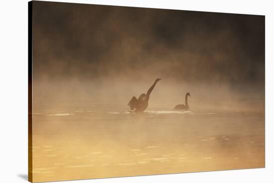 A Male Black Swan Chases a Female across Ibirapuera Park Lake on a Misty Morning-Alex Saberi-Stretched Canvas