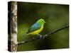 A Male Blue-Naped Chlorophonia (Chlorophonia Cyanea) in Brazil's Atlantic Rainforest-Neil Losin-Stretched Canvas