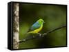 A Male Blue-Naped Chlorophonia (Chlorophonia Cyanea) in Brazil's Atlantic Rainforest-Neil Losin-Framed Stretched Canvas