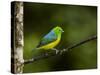 A Male Blue-Naped Chlorophonia (Chlorophonia Cyanea) in Brazil's Atlantic Rainforest-Neil Losin-Stretched Canvas