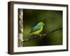 A Male Blue-Naped Chlorophonia (Chlorophonia Cyanea) in Brazil's Atlantic Rainforest-Neil Losin-Framed Photographic Print