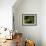 A Male Blue-Naped Chlorophonia (Chlorophonia Cyanea) in Brazil's Atlantic Rainforest-Neil Losin-Framed Photographic Print displayed on a wall