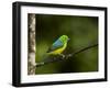 A Male Blue-Naped Chlorophonia (Chlorophonia Cyanea) in Brazil's Atlantic Rainforest-Neil Losin-Framed Photographic Print