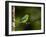 A Male Blue-Naped Chlorophonia (Chlorophonia Cyanea) in Brazil's Atlantic Rainforest-Neil Losin-Framed Photographic Print