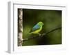 A Male Blue-Naped Chlorophonia (Chlorophonia Cyanea) in Brazil's Atlantic Rainforest-Neil Losin-Framed Photographic Print