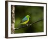 A Male Blue-Naped Chlorophonia (Chlorophonia Cyanea) in Brazil's Atlantic Rainforest-Neil Losin-Framed Photographic Print