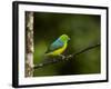 A Male Blue-Naped Chlorophonia (Chlorophonia Cyanea) in Brazil's Atlantic Rainforest-Neil Losin-Framed Photographic Print