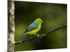 A Male Blue-Naped Chlorophonia (Chlorophonia Cyanea) in Brazil's Atlantic Rainforest-Neil Losin-Mounted Photographic Print