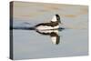 A Male Bufflehead Swims in a Southern California Coastal Wetland-Neil Losin-Stretched Canvas