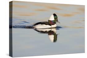 A Male Bufflehead Swims in a Southern California Coastal Wetland-Neil Losin-Stretched Canvas