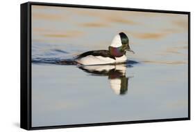 A Male Bufflehead Swims in a Southern California Coastal Wetland-Neil Losin-Framed Stretched Canvas