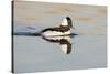 A Male Bufflehead Swims in a Southern California Coastal Wetland-Neil Losin-Stretched Canvas