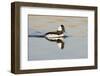 A Male Bufflehead Swims in a Southern California Coastal Wetland-Neil Losin-Framed Photographic Print