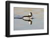 A Male Bufflehead Swims in a Southern California Coastal Wetland-Neil Losin-Framed Photographic Print