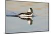 A Male Bufflehead Swims in a Southern California Coastal Wetland-Neil Losin-Mounted Photographic Print