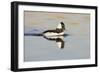 A Male Bufflehead Swims in a Southern California Coastal Wetland-Neil Losin-Framed Photographic Print