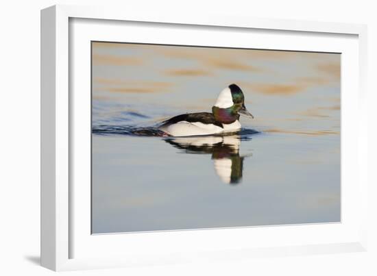 A Male Bufflehead Swims in a Southern California Coastal Wetland-Neil Losin-Framed Photographic Print