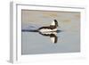 A Male Bufflehead Swims in a Southern California Coastal Wetland-Neil Losin-Framed Photographic Print