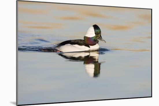 A Male Bufflehead Swims in a Southern California Coastal Wetland-Neil Losin-Mounted Photographic Print