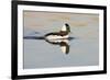 A Male Bufflehead Swims in a Southern California Coastal Wetland-Neil Losin-Framed Photographic Print