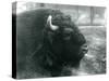 A Male/Bull European Bison, London Zoo, February 1928 (B/W Photo)-Frederick William Bond-Stretched Canvas