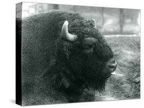 A Male/Bull European Bison, London Zoo, February 1928 (B/W Photo)-Frederick William Bond-Stretched Canvas