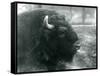 A Male/Bull European Bison, London Zoo, February 1928 (B/W Photo)-Frederick William Bond-Framed Stretched Canvas