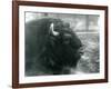 A Male/Bull European Bison, London Zoo, February 1928 (B/W Photo)-Frederick William Bond-Framed Giclee Print