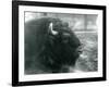 A Male/Bull European Bison, London Zoo, February 1928 (B/W Photo)-Frederick William Bond-Framed Giclee Print