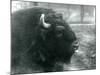 A Male/Bull European Bison, London Zoo, February 1928 (B/W Photo)-Frederick William Bond-Mounted Giclee Print