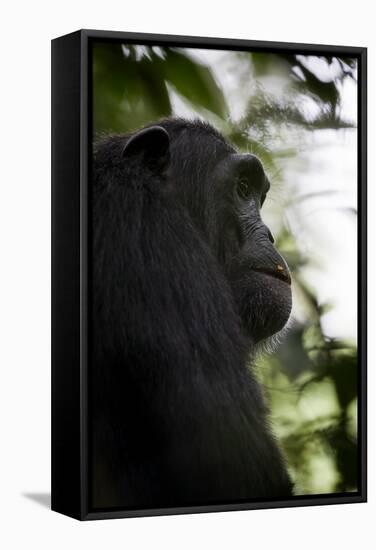 A Male Chimpanzee (Pan Troglodytes) in Kibale National Park, Uganda-Neil Losin-Framed Stretched Canvas