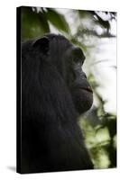 A Male Chimpanzee (Pan Troglodytes) in Kibale National Park, Uganda-Neil Losin-Stretched Canvas