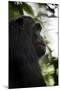 A Male Chimpanzee (Pan Troglodytes) in Kibale National Park, Uganda-Neil Losin-Mounted Photographic Print