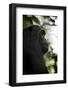 A Male Chimpanzee (Pan Troglodytes) in Kibale National Park, Uganda-Neil Losin-Framed Photographic Print