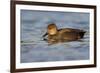 A Male Gadwall in a California Coastal Wetland-Neil Losin-Framed Photographic Print