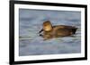 A Male Gadwall in a California Coastal Wetland-Neil Losin-Framed Photographic Print