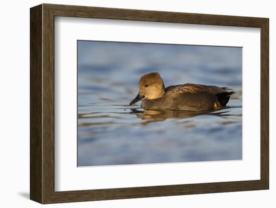 A Male Gadwall in a California Coastal Wetland-Neil Losin-Framed Photographic Print