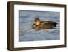 A Male Gadwall in a California Coastal Wetland-Neil Losin-Framed Photographic Print