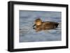 A Male Gadwall in a California Coastal Wetland-Neil Losin-Framed Photographic Print