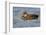 A Male Gadwall in a California Coastal Wetland-Neil Losin-Framed Photographic Print