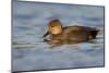 A Male Gadwall in a California Coastal Wetland-Neil Losin-Mounted Photographic Print